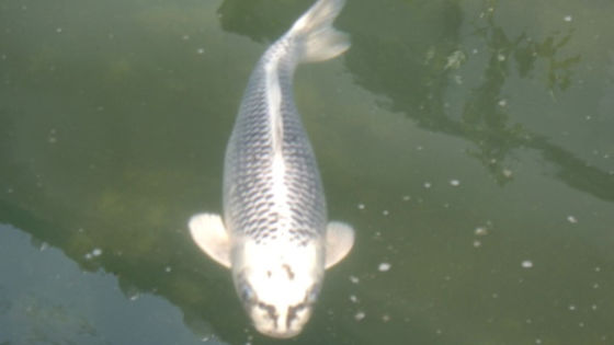 人面魚銀